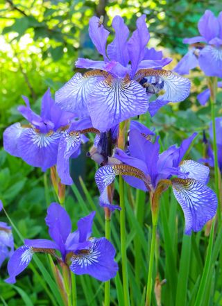 purple irises in border
