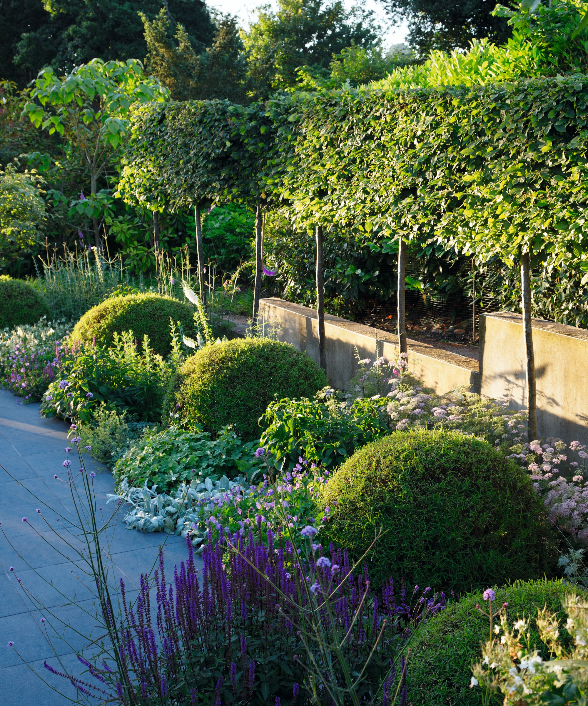 Rounded topiary domes planted in a long border with perennials during summer