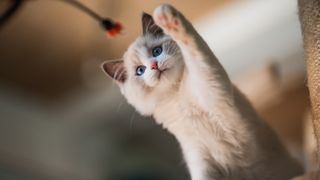 Close-up of cute white kitten pawing at toy