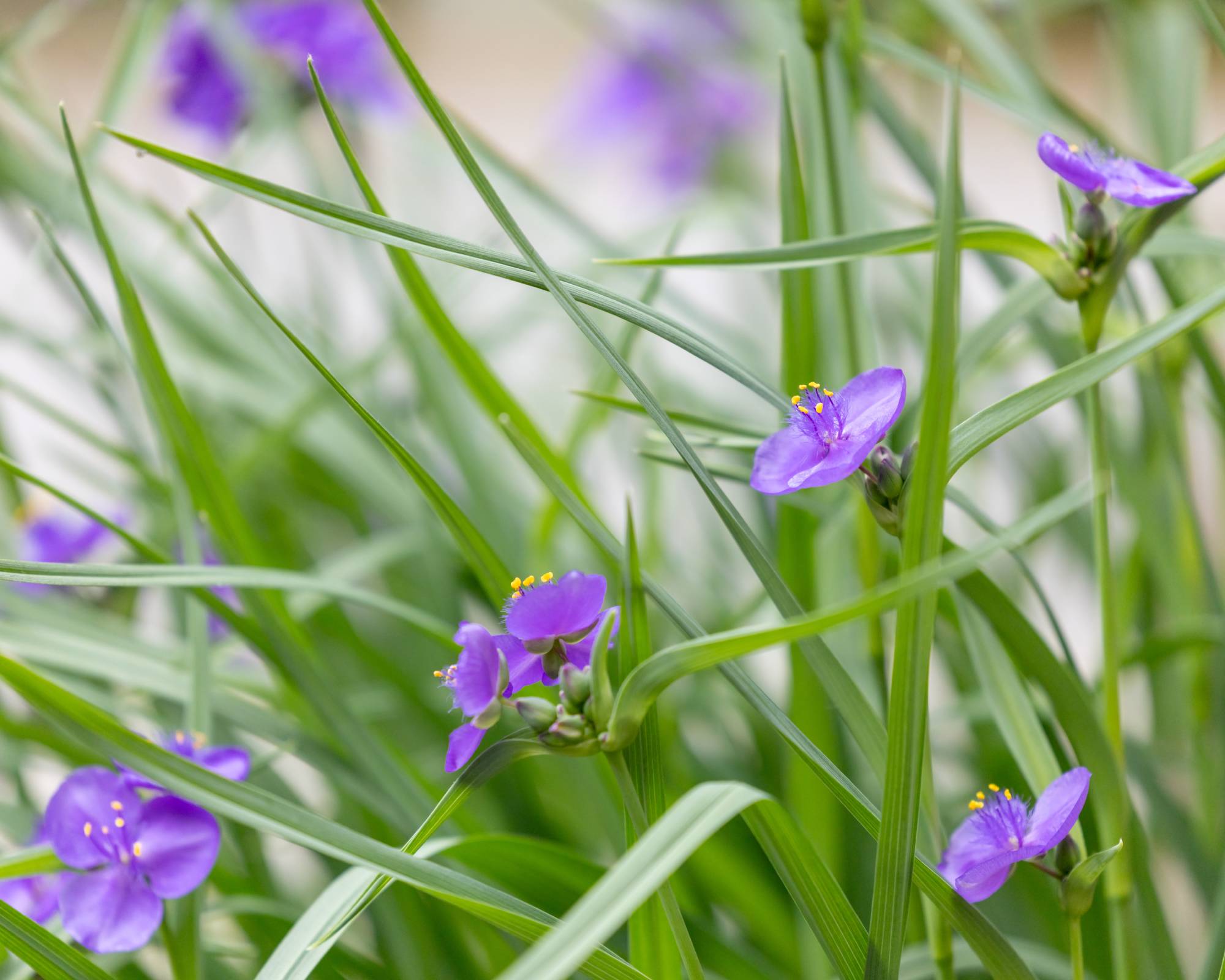 Purple blooms of spiderwort plants