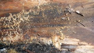 A wooden plank with mold growing on it