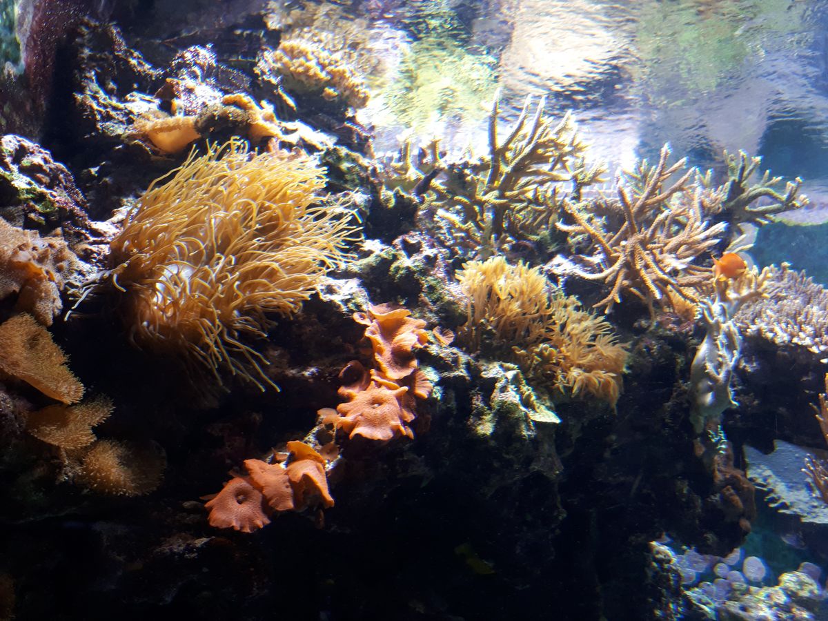This photo&rsquo;s focus is spoilt a little by the thick glass used in the aquarium&rsquo;s walls, but does demonstrate a slight drop in color vibrancy in lesser lighting.