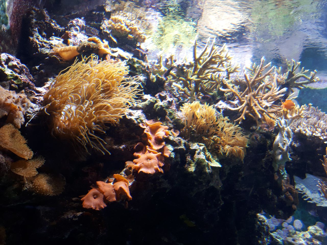 This photo&rsquo;s focus is spoilt a little by the thick glass used in the aquarium&rsquo;s walls, but does demonstrate a slight drop in color vibrancy in lesser lighting.