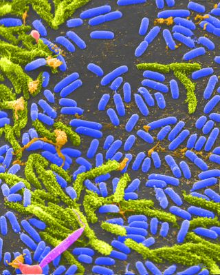 Cholera bacteria are among those that use quorum sensing, making them susceptible to Vern Schramm's "everlasting antibiotics."