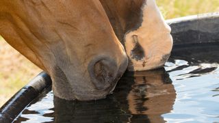 2 horses drinking from trough