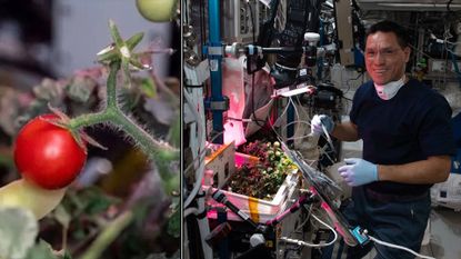 NASA astronaut Frank Rubio (right), pictured with dwarf tomatoes on the International Space Station, lost hold of a dwarf tomato shortly after the harvest on March 29, 2023. The tomato's remains were finally retrieved by another ISS crew, who announced the feat on Dec. 6, 2023.