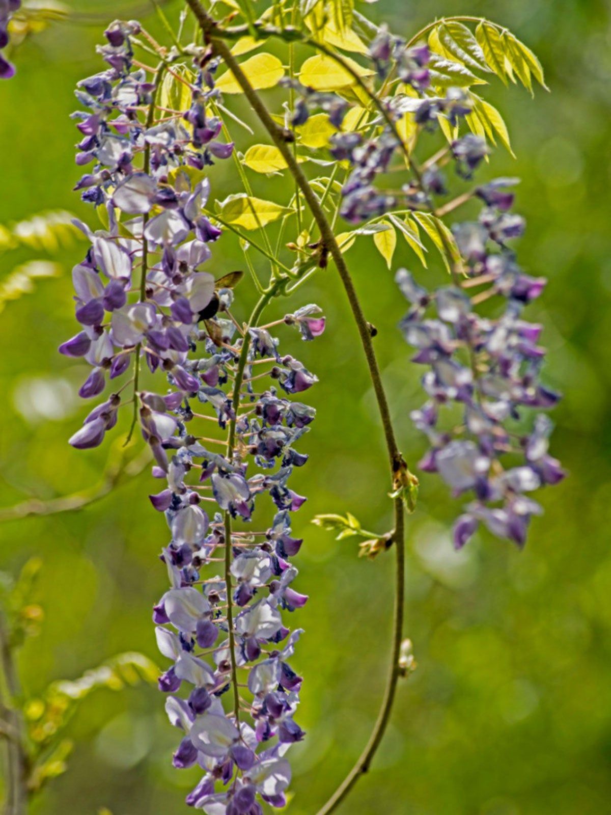 Purple Flowered Wisteria Vines
