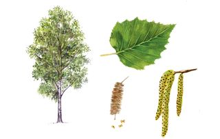 identifying british trees