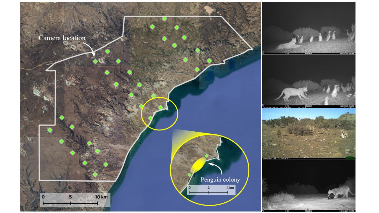 Location of camera trap grid at Monte Le&amp;oacute;n National Park (white-lined polygon), Santa Cruz province, Argentina, June 2020&amp;ndash;December 2022. The yellow highlight in the inset map indicates the location of the single penguin colony in the park. On the right-hand side images captured of pumas inside the penguin colony area.