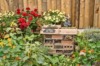A bug garden is one of our budget garden ideas