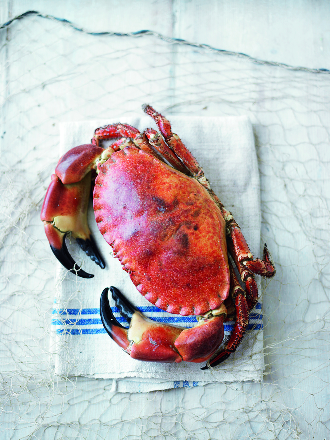 A brown crab on a kitchen cloth