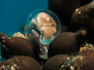 Cuttlefish eggs off Mozambique.