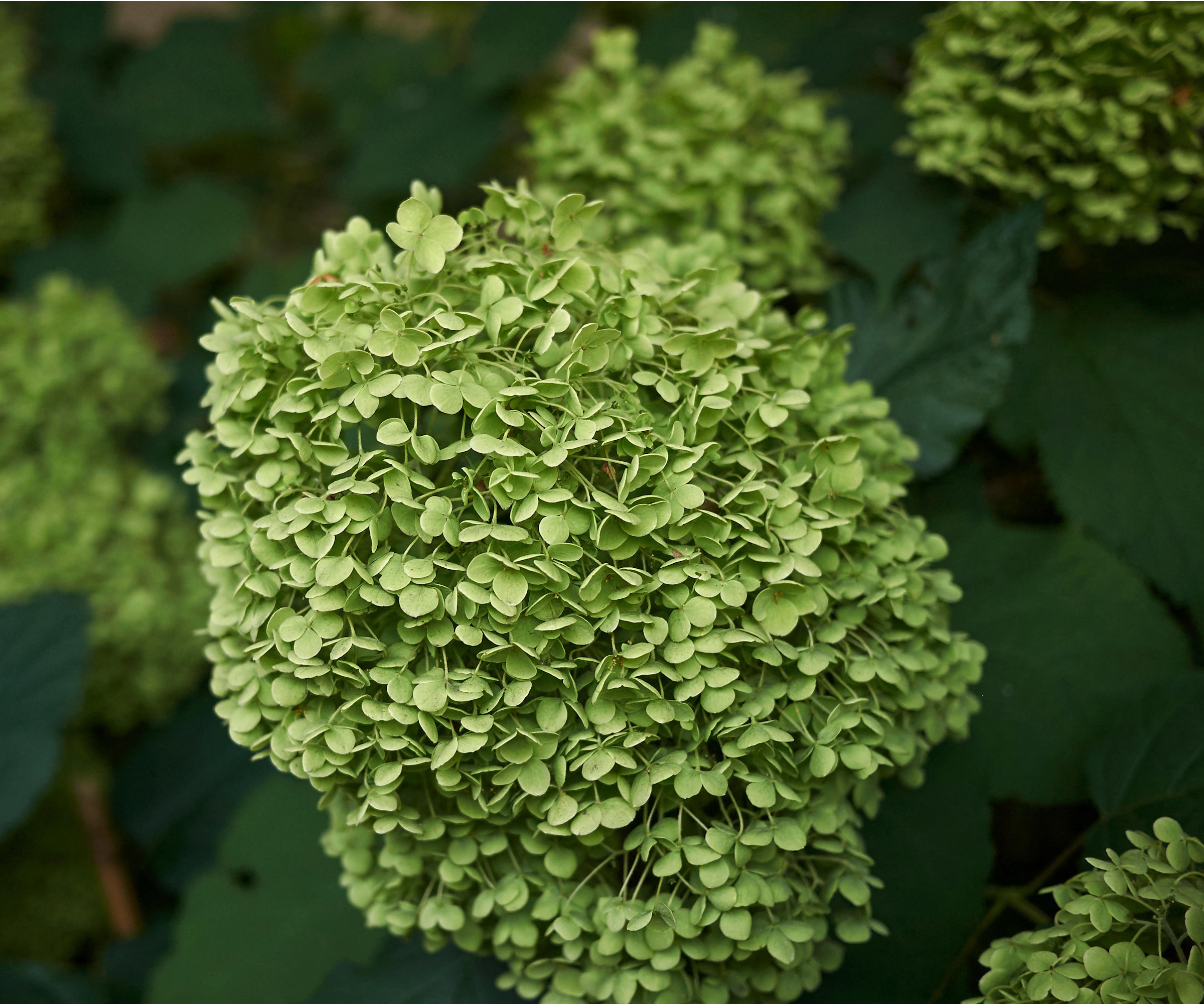 Green hydrangea flowers