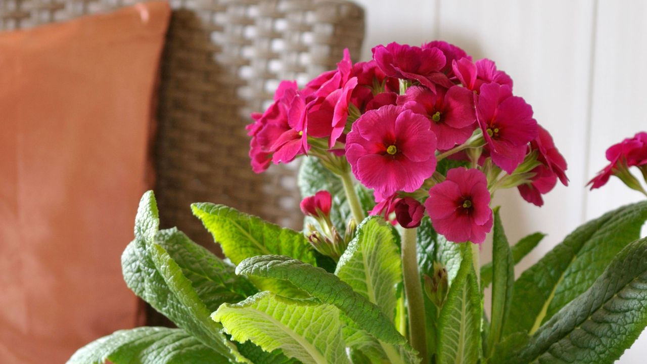 Pink primroses in a house 