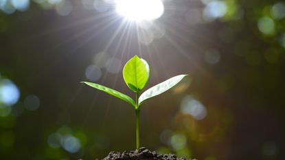 Seedling illuminated by sunlight