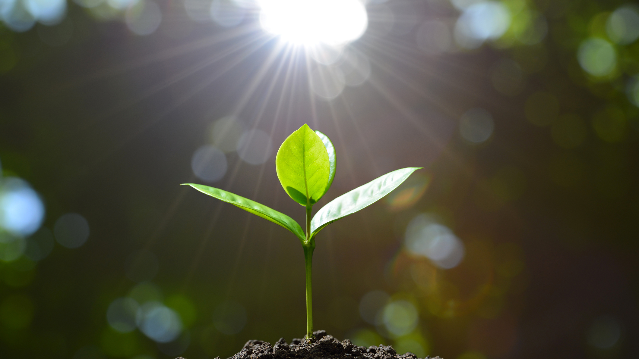 Seedling illuminated by sunlight
