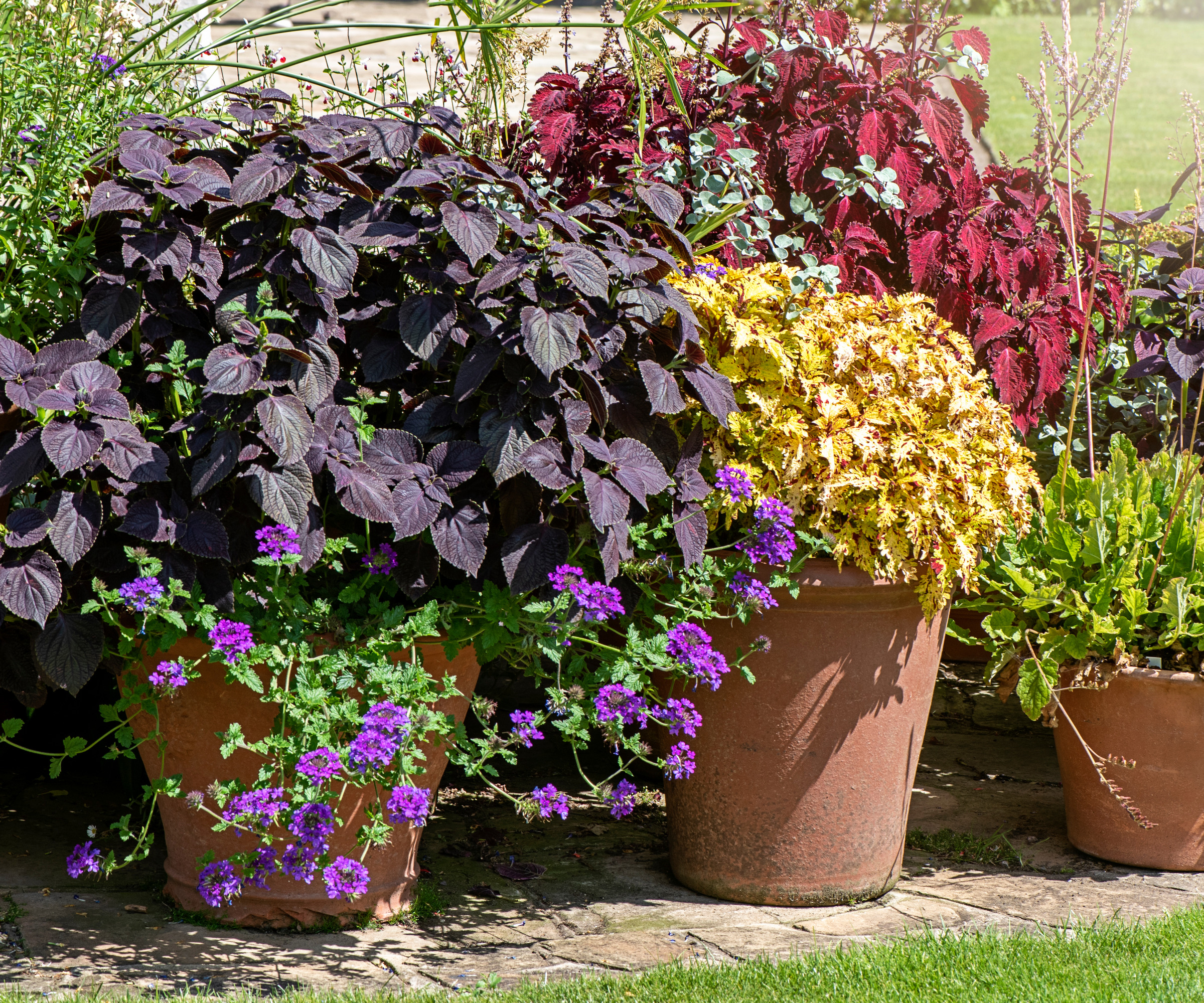 Heuchera plants in terracotta pots