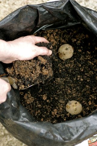 hand planting potato seeds into bag full of compost