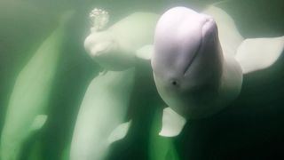 Beluga whales say hello to a camera aboard the beluga boat Delphi. 