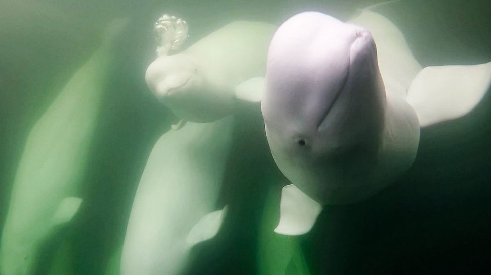 55,000 beluga whales are on the move, and you can watch their migration