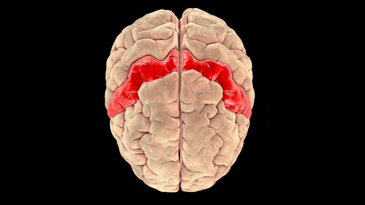 illustration of the outside of a human brain with a red stripe indicting where the primary motor cortex is