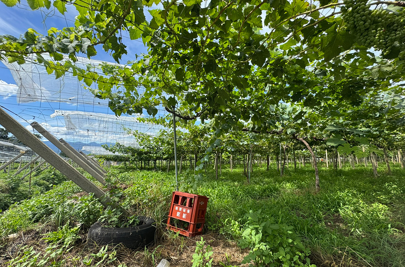 The Koshu grape pergola at Iwasaki Jozo.