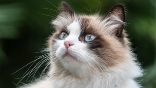 Birman cat with blue eyes - how long do cats live