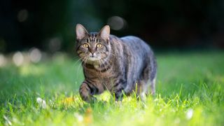 European shorthair cat