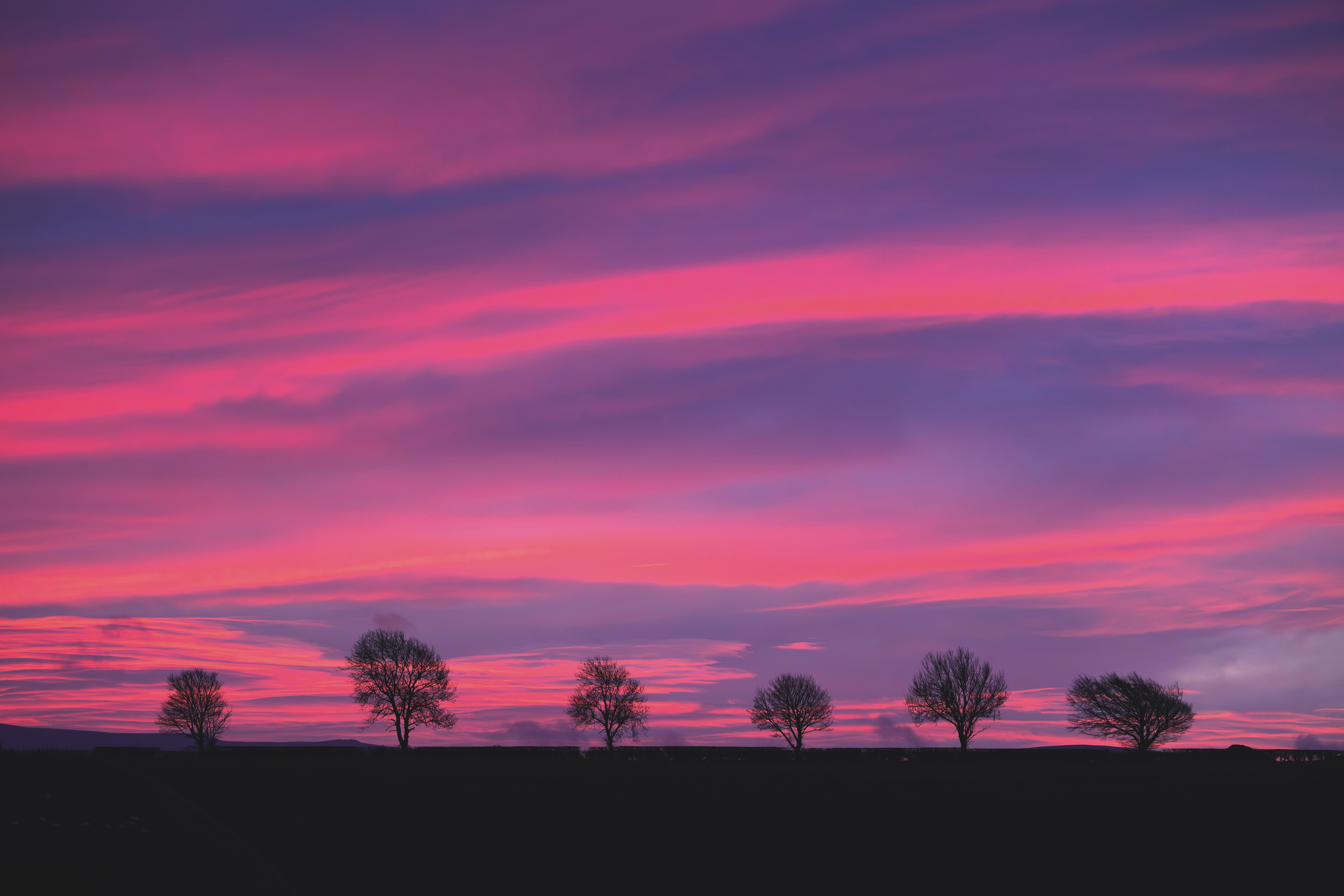 Deciduous trees silhouetted at sunrise, Berwick-upon-Tweed, Northumberland, England, UK, December 2025