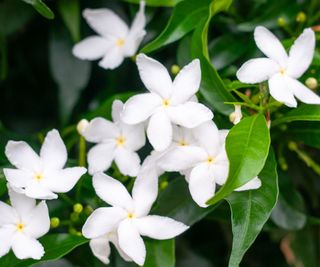 white jasmine in full flower