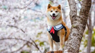 Shiba Inu facts: Shiba Inu sat amongst cherry blossoms in Japan