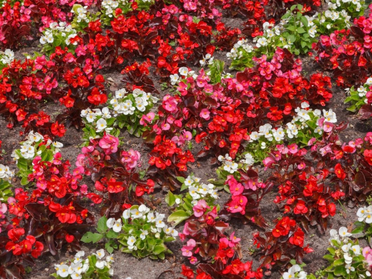 Red And White Begonia Flowers