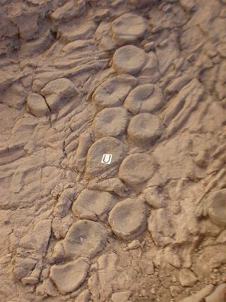 vertebrae from ancient ichthyosaurs likely killed by a sea monster like the mythological kraken