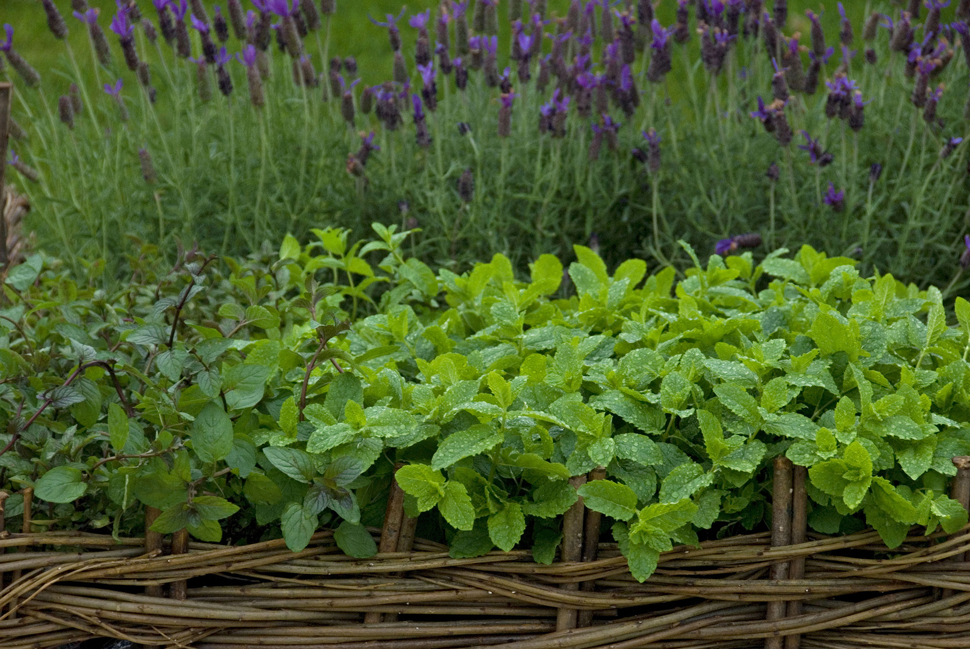 potted mint