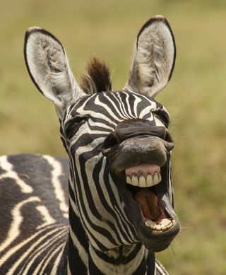 zebra grinning for the camera