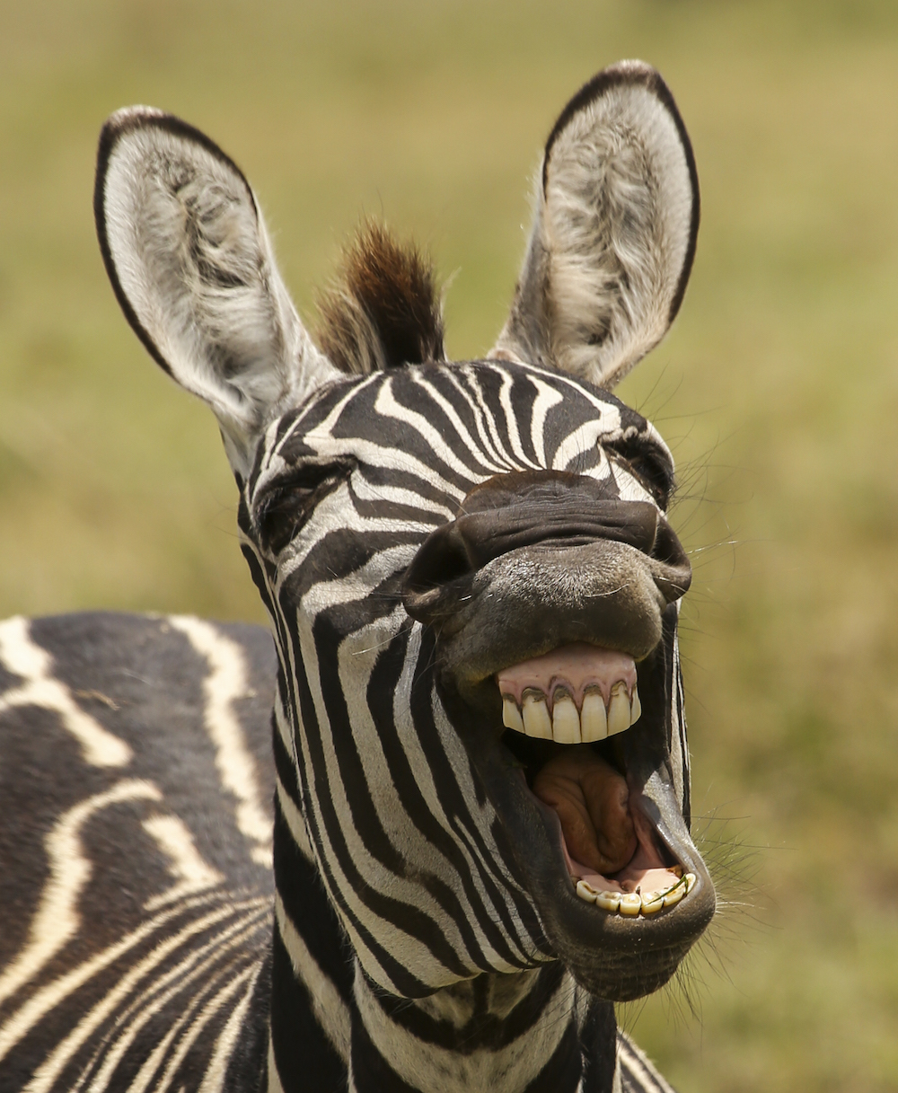 zebra grinning for the camera