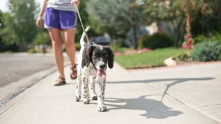 Reactivity in dogs - dog walking with tongue out while on a walk