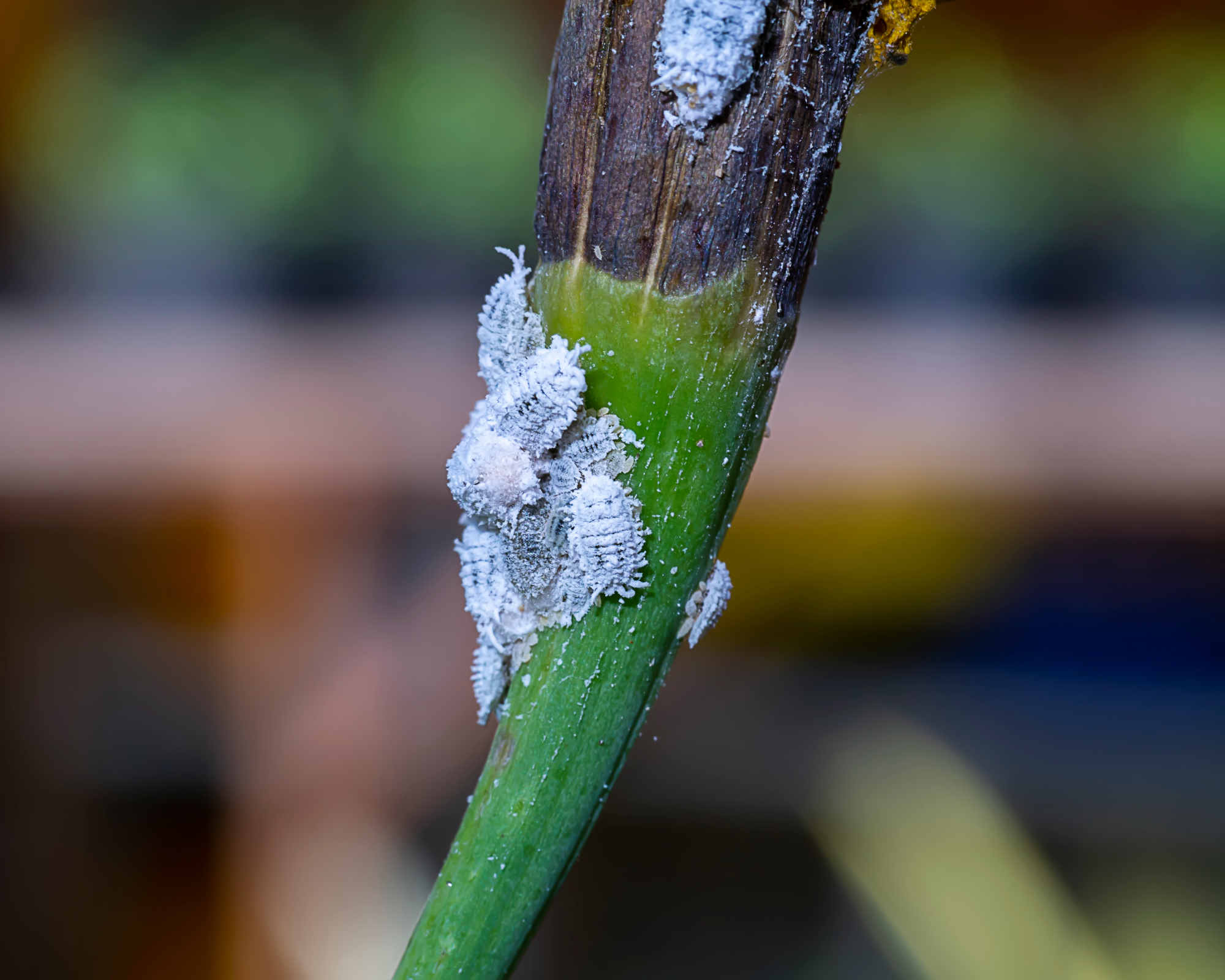 Mealybugs on plant