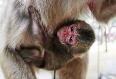 The newborn monkey, Charlotte