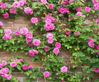 Climb roses on a brick wall