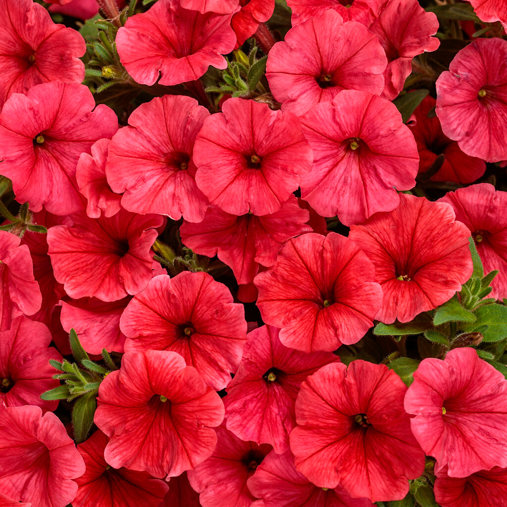 supertunia mini vista scarlet petunias