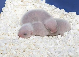 They don't look fierce now, but these newborns will grow up to be solitary hunters that like to dine on prairie dogs, mice, and other small rodents.