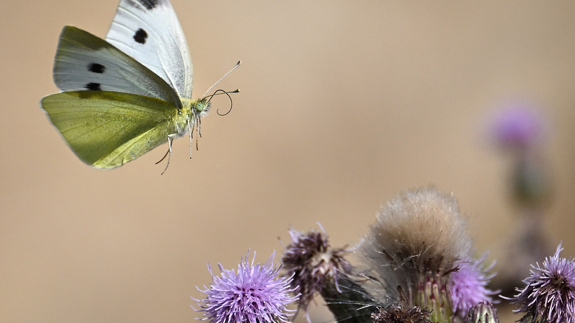 A Pieris rapae butterfly
