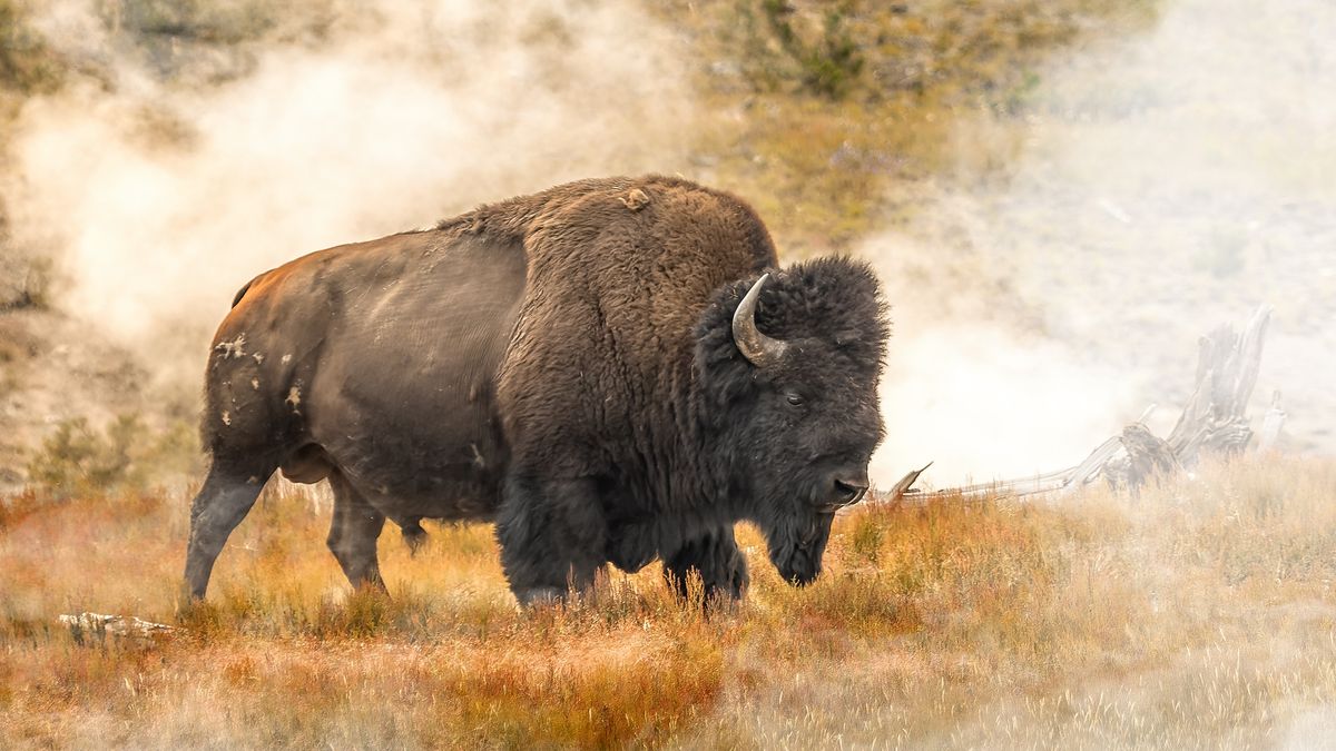 Bison in field in fall