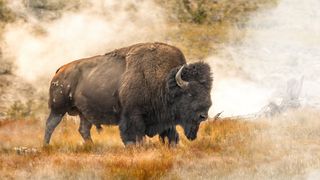 Bison in field in fall