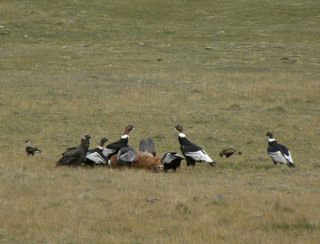 Large condors and smaller southern caracaras surround a guanaco killed by an adult female puma.