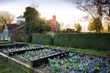 North Green snowdrops