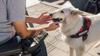 Service dog returns dropped phone to wheelchair user