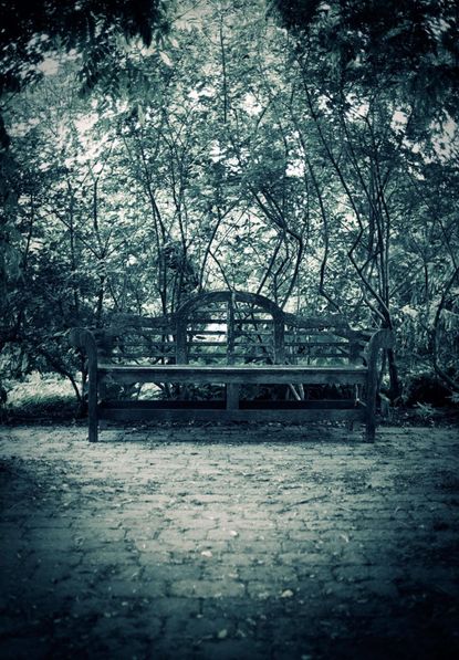Black And White Photo Of A Bench Plants And Trees