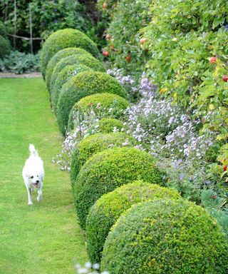 Sculpted Box bushes lining a lawn with a little white dog on the grass